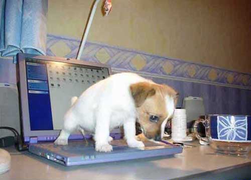 Что делать, если залили ноутбук жидкостью